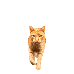 Close Up Of A Ginger Cat Striding Confidently Down A Street In Argentina, Vibrant Fur Contrasted By Blurred Urban Backdrop. 18928 - Cat PNG image with transparent background